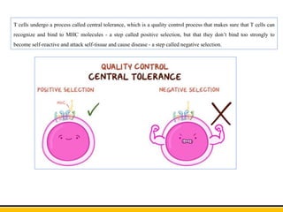 T cells undergo a process called central tolerance, which is a quality control process that makes sure that T cells can
recognize and bind to MHC molecules - a step called positive selection, but that they don’t bind too strongly to
become self-reactive and attack self-tissue and cause disease - a step called negative selection.
 