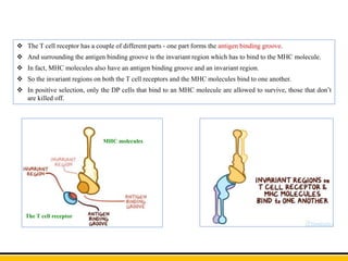  The T cell receptor has a couple of different parts - one part forms the antigen binding groove.
 And surrounding the antigen binding groove is the invariant region which has to bind to the MHC molecule.
 In fact, MHC molecules also have an antigen binding groove and an invariant region.
 So the invariant regions on both the T cell receptors and the MHC molecules bind to one another.
 In positive selection, only the DP cells that bind to an MHC molecule are allowed to survive, those that don’t
are killed off.
The T cell receptor
MHC molecules
 