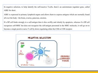 In negative selection, to help identify the self-reactive T-cells, there’s an autoimmune regulator gene, called
AIRE for short.
AIRE is expressed in primary lymphoid organs and allows them to express antigens which are normally found
all over the body - the brain, ovaries, pancreas, etcetera.
If a DP cell binds strongly to a self-antigen then it dies swiftly and silently by apoptosis, whereas if a DP cell
recognizes self-MHC but does not recognize the self-antigen presented in the MHC molecule, it will go on to
become a single positive naive T cell by down regulating either the CD4 or CD8 receptor.
 