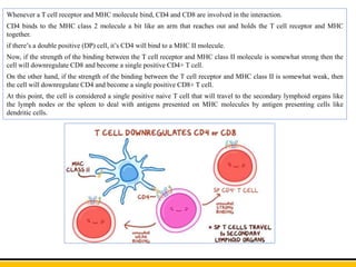 Whenever a T cell receptor and MHC molecule bind, CD4 and CD8 are involved in the interaction.
CD4 binds to the MHC class 2 molecule a bit like an arm that reaches out and holds the T cell receptor and MHC
together.
if there’s a double positive (DP) cell, it’s CD4 will bind to a MHC II molecule.
Now, if the strength of the binding between the T cell receptor and MHC class II molecule is somewhat strong then the
cell will downregulate CD8 and become a single positive CD4+ T cell.
On the other hand, if the strength of the binding between the T cell receptor and MHC class II is somewhat weak, then
the cell will downregulate CD4 and become a single positive CD8+ T cell.
At this point, the cell is considered a single positive naive T cell that will travel to the secondary lymphoid organs like
the lymph nodes or the spleen to deal with antigens presented on MHC molecules by antigen presenting cells like
dendritic cells.
 