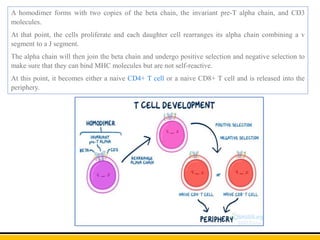 A homodimer forms with two copies of the beta chain, the invariant pre-T alpha chain, and CD3
molecules.
At that point, the cells proliferate and each daughter cell rearranges its alpha chain combining a v
segment to a J segment.
The alpha chain will then join the beta chain and undergo positive selection and negative selection to
make sure that they can bind MHC molecules but are not self-reactive.
At this point, it becomes either a naive CD4+ T cell or a naive CD8+ T cell and is released into the
periphery.
 