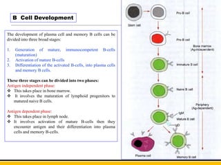 The development of plasma cell and memory B cells can be
divided into three broad stages:
1. Generation of mature, immunocompetent B-cells
(maturation)
2. Activation of mature B-cells
3. Differentiation of the activated B-cells, into plasma cells
and memory B cells.
These three stages can be divided into two phases:
Antigen independent phase:
 This takes place in bone marrow.
 It involves the maturation of lymphoid progenitors to
matured naive B cells.
Antigen dependent phase:
 This takes place in lymph node.
 It involves activation of mature B-cells then they
encounter antigen and their differentiation into plasma
cells and memory B-cells.
B Cell Development
 