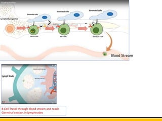 Blood Stream
B Cell Travel through blood stream and reach
Germinal centers in lymphnodes
 