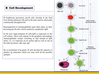 B lymphocyte precursors, pro-B cells, develop in the fetal
liver during embryonic life and in the bone marrow afterwards
continuously throughout life.
Rearrangement of immunoglobulin gene takes place on their
becoming pre-B cells, which synthesise cytoplasmic IgM
In the next stage-immature B cells-IgM is expressed on the
cell surface. These cells migrate to the periphery and undergo
immunoglobulin isotype switching so that instead of IgM
alone, the cell expresses on its surface lgD as well as one of
the other lg classes- lgG, lgA, lgE
By re-assortment of lg genes, B cells develop the capacity to
produce Ig molecules which can react with all the possible
epitopes
B Cell Development
 