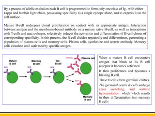 By a process of allelic exclusion each B cell is programmed to form only one class of Ig , with either
kappa and lambda light chain, possessing specificity to a single epitope alone, and to express it on the
cell surface.
Mature B-cell undergoes clonal proliferation on contact with its appropriate antigen. Interaction
between antigen and the membrane-bound antibody on a mature naive B-cell, as well as interactions
with T-cells and macrophages, selectively induces the activation and differentiation of B-cell clones of
corresponding specificity. In this process, the B-cell divides repeatedly and differentiates, generating a
population of plasma cells and memory cells. Plasma cells, synthesize and secrete antibody. Memory
cells circulate until activated by specific antigen.
When a mature B cell encounters
antigen that binds to its B cell
receptor it becomes activated.
It then proliferates and becomes a
blasting B cell.
These B cells form germinal centres.
The germinal centre B cells undergo
class switching, and somatic
hypermutation which which results
in their differentiation into memory
B cells
 
