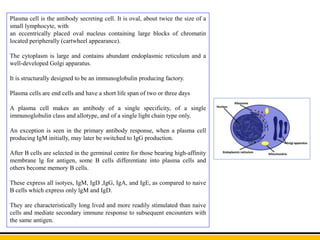 Plasma cell is the antibody secreting cell. It is oval, about twice the size of a
small lymphocyte, with
an eccentrically placed oval nucleus containing large blocks of chromatin
located peripherally (cartwheel appearance).
The cytoplasm is large and contains abundant endoplasmic reticulum and a
well-developed Golgi apparatus.
It is structurally designed to be an immunoglobulin producing factory.
Plasma cells are end cells and have a short life span of two or three days
A plasma cell makes an antibody of a single specificity, of a single
immunoglobulin class and allotype, and of a single light chain type only.
An exception is seen in the primary antibody response, when a plasma cell
producing IgM initially, may later be switched to IgG production.
After B cells are selected in the germinal centre for those bearing high-affinity
membrane lg for antigen, some B cells differentiate into plasma cells and
others become memory B cells.
These express all isotyes, IgM, IgD ,IgG, IgA, and IgE, as compared to naive
B cells which express only lgM and IgD.
They are characteristically long lived and more readily stimulated than naive
cells and mediate secondary immune response to subsequent encounters with
the same antigen.
 