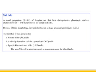 Null Cells
A small proportion (5-10%) of lymphocytes that lack distinguishing phenotypic markers
characteristic of T- or B-lymphocytes are called null cells.
Because of their morphology, they are also known as large granular lymphocytes (LGL).
The member of this group is the
a. Natural killer (NK)-cells
b. Antibody dependent cellular cytotoxic (ADCC)-cells
c. Lymphokine-activated killer (LAK)-cells.
The term NK-cell is sometimes used as a common name for all null cells.
 