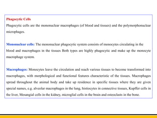 Phagocytic Cells
Phagocytic cells are the mononuclear macrophages (of blood and tissues) and the polymorphonuclear
microphages.
Mononuclear cells: The mononuclear phagocytic system consists of monocytes circulating in the
blood and macrophages in the tissues Both types are highly phagocytic and make up the monocyte
macrophage system.
Macrophages: Monocytes leave the circulation and reach various tissues to become transformed into
macrophages, with morphological and functional features characteristic of the tissues. Macrophages
spread throughout the animal body and take up residence in specific tissues where they are given
special names, e.g. alveolar macrophages in the lung, histiocytes in connective tissues, Kupffer cells in
the liver, Mesangial cells in the kidney, microglial cells in the brain and osteoclasts in the bone.
 