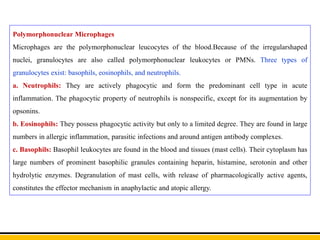 Polymorphonuclear Microphages
Microphages are the polymorphonuclear leucocytes of the blood.Because of the irregularshaped
nuclei, granulocytes are also called polymorphonuclear leukocytes or PMNs. Three types of
granulocytes exist: basophils, eosinophils, and neutrophils.
a. Neutrophils: They are actively phagocytic and form the predominant cell type in acute
inflammation. The phagocytic property of neutrophils is nonspecific, except for its augmentation by
opsonins.
b. Eosinophils: They possess phagocytic activity but only to a limited degree. They are found in large
numbers in allergic inflammation, parasitic infections and around antigen antibody complexes.
c. Basophils: Basophil leukocytes are found in the blood and tissues (mast cells). Their cytoplasm has
large numbers of prominent basophilic granules containing heparin, histamine, serotonin and other
hydrolytic enzymes. Degranulation of mast cells, with release of pharmacologically active agents,
constitutes the effector mechanism in anaphylactic and atopic allergy.
 