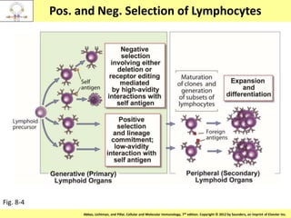 Copyright © 2011 by Saunders, an imprint of Elsevier Inc.Abbas, Lichtman, and Pillai. Cellular and Molecular Immunology, 7th edition. Copyright © 2012 by Saunders, an imprint of Elsevier Inc.
Pos. and Neg. Selection of Lymphocytes
Fig. 8-4
 