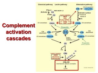 Complement
activation
cascades
 