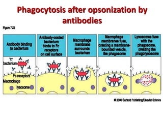 Phagocytosis after opsonization by
antibodies
 