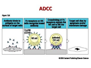 ADCC
 