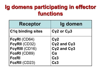 Receptor Ig domen
C1q binding sites Cγ2 or C3
FcγRI (CD64)
FcγRII (CD32)
FcγRIII (CD16)
FcαRI (CD89)
FcεRI
FcεRII (CD23)
Cγ2
Cγ2 and Cγ3
Cγ2 and Cγ3
Cα
Cε3
Cε3
Ig domens participating in effector
functions
 
