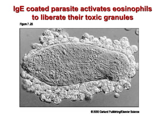 IgE coated parasite activates eosinophils
to liberate their toxic granules
 