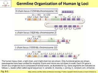 Copyright © 2011 by Saunders, an imprint of Elsevier Inc.Abbas, Lichtman, and Pillai. Cellular and Molecular Immunology, 7th edition. Copyright © 2012 by Saunders, an imprint of Elsevier Inc.
Germline Organization of Human Ig Loci
Fig. 8-5
The human heavy chain, κ light chain, and λ light chain loci are shown. Only functional genes are shown;
pseudogenes have been omitted for simplicity. Exons and introns are not drawn to scale. Each CH gene is
shown as a single box but is composed of several exons, as illustrated for Cμ. Gene segments are indicated as
follows: L, leader (often called signal sequence); V, variable; D, diversity; J, joining; C, constant; enh, enhancer.
 