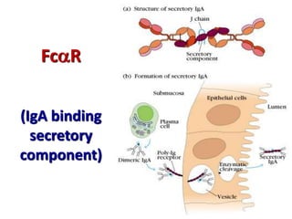 FcR
(IgA binding
secretory
component)
 
