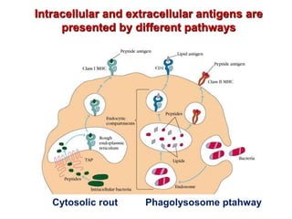 Intracellular and extracellular antigens are
presented by different pathways
Cytosolic rout Phagolysosome ptahway
 