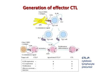 Generation of effector CTL
CTL-P:
cytotoxic
lymphocyte
precursor
 