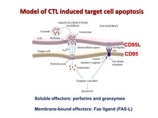 Model of CTL induced target cell apoptosis
Soluble effectors: perforins and granzymes
Membrane-bound effectors: Fas ligand (FAS-L)
CD95L
CD95
 