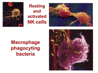 Resting
and
activated
NK cells
Macrophage
phagocyting
bacteria
 