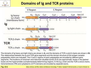 Copyright © 2011 by Saunders, an imprint of Elsevier Inc.Abbas, Lichtman, and Pillai. Cellular and Molecular Immunology, 7th edition. Copyright © 2012 by Saunders, an imprint of Elsevier Inc.
Domains of Ig and TCR proteins
Fig. 8-6
The domains of Ig heavy and light chains are shown in A, and the domains of TCR α and β chains are shown in B.
The relationships between the Ig and TCR gene segments and the domain structure of the antigen receptor
polypeptide chains are indicated. The V and C regions of each polypeptide are encoded by different gene
segments. The locations of intrachain and interchain disulfide bonds (S-S) are approximate. Areas in the dashed
boxes are the hypervariable (complementarity-determining) regions. In the Ig μ chain and the TCR α and β chains,
transmembrane (TM) and cytoplasmic (CYT) domains are encoded by separate exons.
 