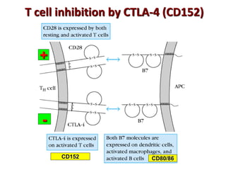 T cell inhibition by CTLA-4 (CD152)
CD152 CD80/86
+
-
 