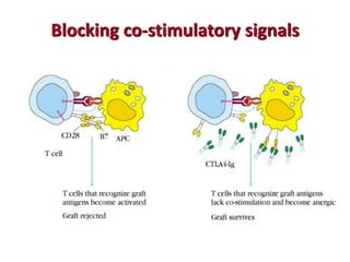 Blocking co-stimulatory signals
 