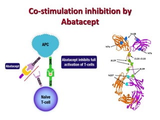 Co-stimulation inhibition by
Abatacept
 