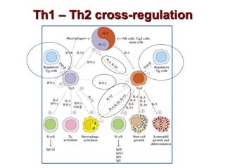 Th1 – Th2 cross-regulation
 