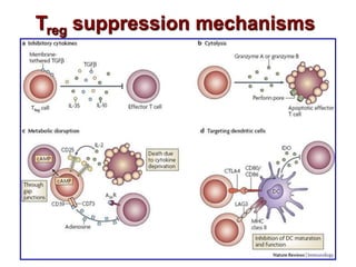 Treg suppression mechanisms
 