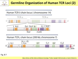Copyright © 2011 by Saunders, an imprint of Elsevier Inc.Abbas, Lichtman, and Pillai. Cellular and Molecular Immunology, 7th edition. Copyright © 2012 by Saunders, an imprint of Elsevier Inc.
Germline Organization of Human TCR Loci (2)
Fig. 8-7
 