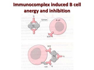 Immunocomplex induced B cell
anergy and inhibition
 