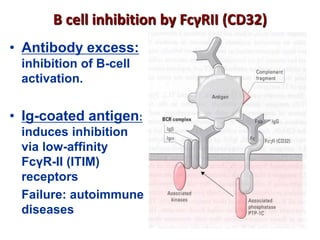 B cell inhibition by FcγRII (CD32)
• Antibody excess:
inhibition of B-cell
activation.
• Ig-coated antigen:
induces inhibition
via low-affinity
FcγR-II (ITIM)
receptors
Failure: autoimmune
diseases
 