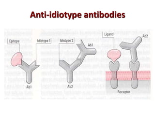 Anti-idiotype antibodies
 
