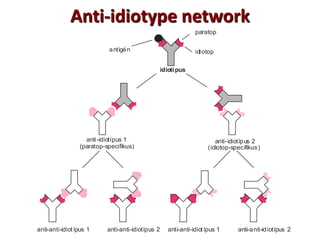 Anti-idiotype network
idiotípus
paratop
anti-idiotípus 2
(idiotop-specifikus)
anti-idiotípus 1
(paratop-specifikus)
anti-anti-idiotípus 1 anti-anti-idiotípus 2 anti-anti-idiotípus 1 anti-anti-idiotípus 2
idiotopantigén
 