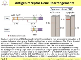 Copyright © 2011 by Saunders, an imprint of Elsevier Inc.Abbas, Lichtman, and Pillai. Cellular and Molecular Immunology, 7th edition. Copyright © 2012 by Saunders, an imprint of Elsevier Inc.
Antigen receptor Gene Rearrangements
Fig. 8-8
Southern blot analysis of DNA from nonlymphoid (liver) cells and from a monoclonal population of B
lymphocyte lineage origin (e.g., a B cellt umor) is shown in schematic fashion. The DNA is digested
with a restriction enzyme (EcoRI as depicted), different-sized fragments are separated by
electrophoresis, and the fragments are transferred onto a filter. The sites at which the EcoRI
restriction enzyme cleaves the DNA are indicated by arrows. The size of the fragments containing
the Jκ3 segment of the Ig κ light chain gene or the Vκ29 V region gene was determined by use of a
radioactive probe that specifically binds to Jκ3 segment DNA or to Vκ29 DNA. In the hypothetical
example shown, Vκ29 is part of a 5-kb EcoRI fragment in liver cells but is on a 3-kb fragment in the
B cell clone studied. Similarly, the Jκ3 fragment is 8 kb in liver cells but 3 kb in the B cell clone.
 