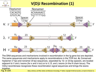 Copyright © 2011 by Saunders, an imprint of Elsevier Inc.Abbas, Lichtman, and Pillai. Cellular and Molecular Immunology, 7th edition. Copyright © 2012 by Saunders, an imprint of Elsevier Inc.
V(D)J Recombination (1)
Fig. 8-10A
The DNA sequences and mechanisms involved in recombination in the Ig gene loci are depicted.
The same sequences and mechanisms apply to recombinations in the TCR loci. A, Conserved
heptamer (7 bp) and nonamer (9 bp) sequences, separated by 12- or 23-bp spacers, are located
adjacent to V and J exons (for κ and λ loci) or to V, D, and J exons (in the H chain locus). The
V(D)J recombinase recognizes these recombination signal sequences and brings the exons
together.
 