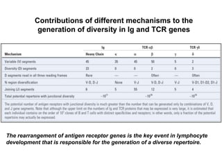 Contributions of different mechanisms to the
generation of diversity in Ig and TCR genes
The rearrangement of antigen receptor genes is the key event in lymphocyte
development that is responsible for the generation of a diverse repertoire.
 