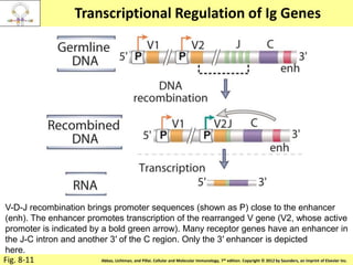 Copyright © 2011 by Saunders, an imprint of Elsevier Inc.Abbas, Lichtman, and Pillai. Cellular and Molecular Immunology, 7th edition. Copyright © 2012 by Saunders, an imprint of Elsevier Inc.
Transcriptional Regulation of Ig Genes
Fig. 8-11
V-D-J recombination brings promoter sequences (shown as P) close to the enhancer
(enh). The enhancer promotes transcription of the rearranged V gene (V2, whose active
promoter is indicated by a bold green arrow). Many receptor genes have an enhancer in
the J-C intron and another 3′ of the C region. Only the 3′ enhancer is depicted
here.
 