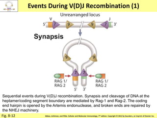 Copyright © 2011 by Saunders, an imprint of Elsevier Inc.Abbas, Lichtman, and Pillai. Cellular and Molecular Immunology, 7th edition. Copyright © 2012 by Saunders, an imprint of Elsevier Inc.
Events During V(D)J Recombination (1)
Fig. 8-12
Sequential events during V(D)J recombination. Synapsis and cleavage of DNA at the
heptamer/coding segment boundary are mediated by Rag-1 and Rag-2. The coding
end hairpin is opened by the Artemis endonuclease, and broken ends are repaired by
the NHEJ machinery.
 