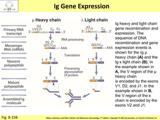 Copyright © 2011 by Saunders, an imprint of Elsevier Inc.Abbas, Lichtman, and Pillai. Cellular and Molecular Immunology, 7th edition. Copyright © 2012 by Saunders, an imprint of Elsevier Inc.
Ig Gene Expression
Fig. 8-15B
Ig heavy and light chain
gene recombination and
expression. The
sequence of DNA
recombination and gene
expression events is
shown for the Ig μ
heavy chain (A) and the
Ig κ light chain (B). In
the example shown in
A, the V region of the μ
heavy chain
is encoded by the exons
V1, D2, and J1. In the
example shown in B,
the V region of the κ
chain is encoded by the
exons V2 and J1.
 