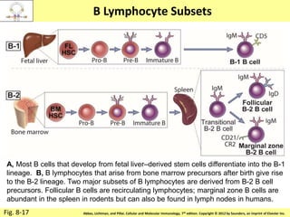 Copyright © 2011 by Saunders, an imprint of Elsevier Inc.Abbas, Lichtman, and Pillai. Cellular and Molecular Immunology, 7th edition. Copyright © 2012 by Saunders, an imprint of Elsevier Inc.
B Lymphocyte Subsets
Fig. 8-17
A, Most B cells that develop from fetal liver–derived stem cells differentiate into the B-1
lineage. B, B lymphocytes that arise from bone marrow precursors after birth give rise
to the B-2 lineage. Two major subsets of B lymphocytes are derived from B-2 B cell
precursors. Follicular B cells are recirculating lymphocytes; marginal zone B cells are
abundant in the spleen in rodents but can also be found in lymph nodes in humans.
 