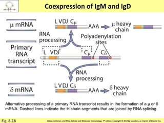 Copyright © 2011 by Saunders, an imprint of Elsevier Inc.Abbas, Lichtman, and Pillai. Cellular and Molecular Immunology, 7th edition. Copyright © 2012 by Saunders, an imprint of Elsevier Inc.
Coexpression of IgM and IgD
Fig. 8-18
Alternative processing of a primary RNA transcript results in the formation of a μ or δ
mRNA. Dashed lines indicate the H chain segments that are joined by RNA splicing.
 
