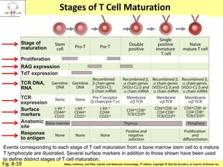 Copyright © 2011 by Saunders, an imprint of Elsevier Inc.Abbas, Lichtman, and Pillai. Cellular and Molecular Immunology, 7th edition. Copyright © 2012 by Saunders, an imprint of Elsevier Inc.
Stages of T Cell Maturation
Fig. 8-19
Events corresponding to each stage of T cell maturation from a bone marrow stem cell to a mature
T lymphocyte are illustrated. Several surface markers in addition to those shown have been used
to define distinct stages of T cell maturation.
 