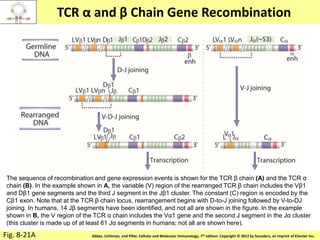 Copyright © 2011 by Saunders, an imprint of Elsevier Inc.Abbas, Lichtman, and Pillai. Cellular and Molecular Immunology, 7th edition. Copyright © 2012 by Saunders, an imprint of Elsevier Inc.
TCR α and β Chain Gene Recombination
Fig. 8-21A
The sequence of recombination and gene expression events is shown for the TCR β chain (A) and the TCR α
chain (B). In the example shown in A, the variable (V) region of the rearranged TCR β chain includes the Vβ1
and Dβ1 gene segments and the third J segment in the Jβ1 cluster. The constant (C) region is encoded by the
Cβ1 exon. Note that at the TCR β chain locus, rearrangement begins with D-to-J joining followed by V-to-DJ
joining. In humans, 14 Jβ segments have been identified, and not all are shown in the figure. In the example
shown in B, the V region of the TCR α chain includes the Vα1 gene and the second J segment in the Jα cluster
(this cluster is made up of at least 61 Jα segments in humans; not all are shown here).
 