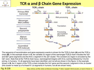 Copyright © 2011 by Saunders, an imprint of Elsevier Inc.Abbas, Lichtman, and Pillai. Cellular and Molecular Immunology, 7th edition. Copyright © 2012 by Saunders, an imprint of Elsevier Inc.
TCR α and β Chain Gene Expression
Fig. 8-21B
The sequence of recombination and gene expression events is shown for the TCR β chain (A) and the TCR α
chain (B). In the example shown in A, the variable (V) region of the rearranged TCR β chain includes the Vβ1
and Dβ1 gene segments and the third J segment in the Jβ1 cluster. The constant (C) region is encoded by the
Cβ1 exon. Note that at the TCR β chain locus, rearrangement begins with D-to-J joining followed by V-to-DJ
joining. In humans, 14 Jβ segments have been identified, and not all are shown in the figure. In the example
shown in B, the V region of the TCR α chain includes the Vα1 gene and the second J segment in the Jα cluster
(this cluster is made up of at least 61 Jα segments in humans; not all are shown here).
 