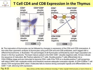 Copyright © 2011 by Saunders, an imprint of Elsevier Inc.Abbas, Lichtman, and Pillai. Cellular and Molecular Immunology, 7th edition. Copyright © 2012 by Saunders, an imprint of Elsevier Inc.
T Cell CD4 and CD8 Expression in the Thymus
Fig. 8-22
A, The maturation of thymocytes can be followed by changes in expression of the CD4 and CD8 coreceptors. A
two-color flow cytometric analysis of thymocytes using anti-CD4 and anti-CD8 antibodies, each tagged with a
different fluorochrome, is illustrated. The percentages of all thymocytes contributed by each major population are
shown in the four quadrants. The least mature subset is the CD4−CD8− (double-negative) cells. Arrows indicate
the sequence of maturation. B, Positive selection of T cells. Double-positive T cells differentiate into a
CD4+CD8low stage and are instructed to become CD4+ cells if the TCR on a double-positive T cell recognizes
self class II MHC with moderate avidity and therefore receives adequate coreceptor signals. A CD4+CD8low T cell
whose TCR recognizes MHC class I molecules fails to receive strong coreceptor signals and differentiates into a
CD8+ T cell, silencing CD4 expression.
 