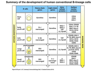Summary of the development of human conventional B-lineage cells
 