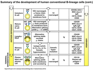Summary of the development of human conventional B-lineage cells (cont.)
 